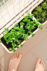 Females Feet Next to Green Pea Sprouts in a Planter on Balcony. Home Gardening Concept. Urban Farming.