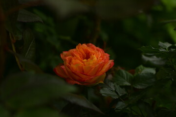 orange rose in garden