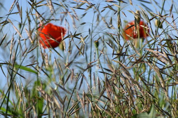 red poppy flowers