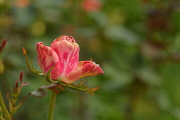 red rose in the garden