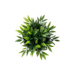 Obraz premium A vibrant collection of green leaves in a round arrangement, showcasing the natural beauty of indoor plants, perfect for home decor inspiration.