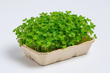 Naklejka premium Fresh green microgreens neatly arranged in paper tray on white background