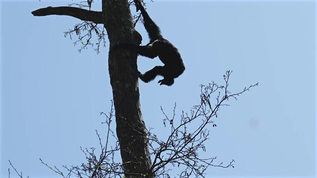 Siamang gibbon climbing a tall tree inside a zoo enclosure, captured mid-motion, long arms extended. Natural lighting highlights its primate agility and behaviour. Fully released for commercial use