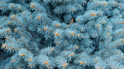 Close-up of blue spruce branches with pine buds