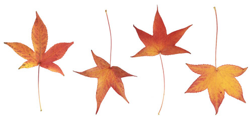 Feuilles mortes en automne d'érable