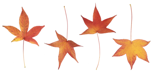 Feuilles mortes en automne d'érable