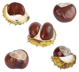 Marrons d'Inde	