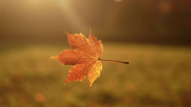 Autumnal Equinox Leaf Floating in the Sunlight