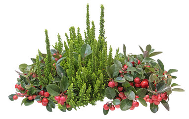 Erica carnea et Gaultheria	