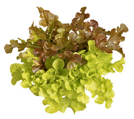 Feuillage de salade batavia 