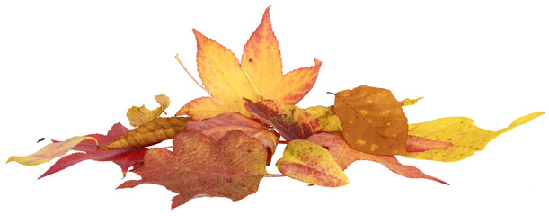 Feuilles mortes en automne de différents arbres	