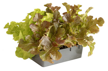 Barquette de plants de salade batavia	