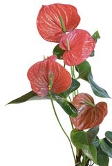 Fleurs d'Anthurium rouge	