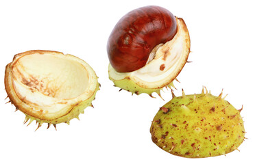 Marrons d'Inde	