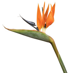 Fleur de Strelitzia	