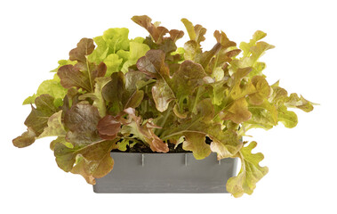 Barquette de plants de salade batavia	