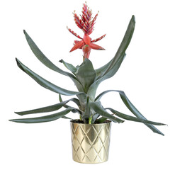 Bromeliaceae aechmea
