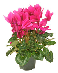 Cyclamen rose en pot	