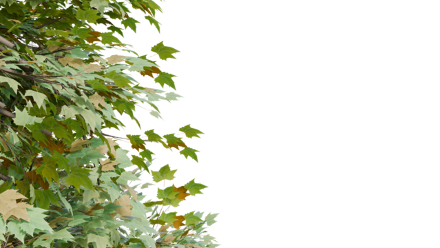 Maple tree branches with green and yellow leaves, isolated on transparent background, PNG