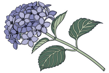 Detailed rendering shows a purple hydrangea flower with green leaves and stem on white