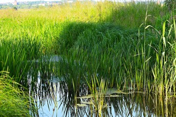 rice field in thailand