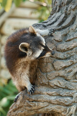 An adorable raccoon gripping onto a textured tree trunk in a natural outdoor setting.