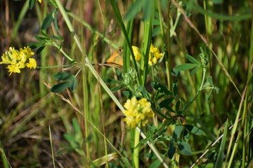 yellow dandelions in the grass