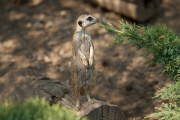 A meerkat stands tall, surveying its surroundings in a natural habitat with keen eyes.