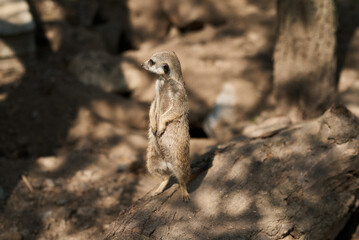 A meerkat stands tall, observing its surroundings in the warm sunlight.