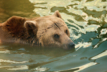 A majestic brown bear floats peacefully in the water, enjoying a refreshing swim.