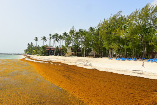 El Cortecito, Punta Cana, Dominican Republic- June 12, 2025: People walking along the coastline and sunbathing on one of the best beach in Caribbean area. Lots  of seaweed, specifically Sargassum.