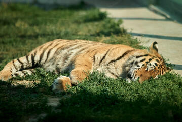 A stunning tiger enjoys a nap in the sunshine, showcasing its beautiful stripes.