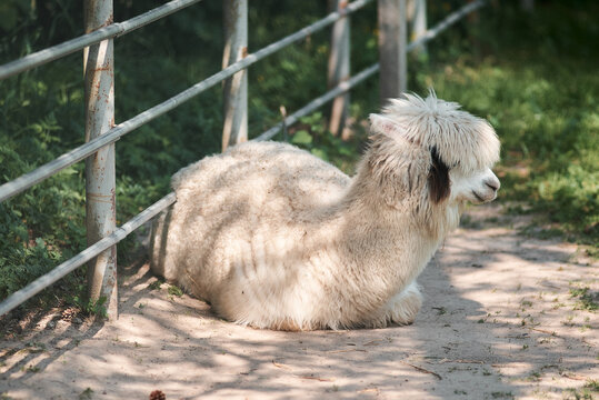 A fluffy alpaca relaxes peacefully by a weathered fence on a sunny day. - Powered by Adobe
