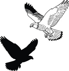 Falcon Wings Spread Vector Illustration
