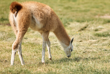 A cute young llama eating grass in a field, showcasing its soft fur and calm demeanor.