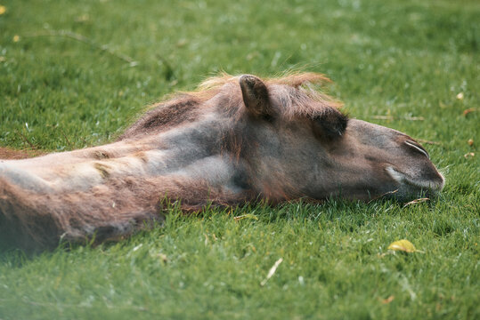 A relaxed camel rests peacefully on a bed of green grass, enjoying the sunshine.