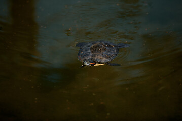 The red-eared slider turtle gracefully glides through the murky water, creating a peaceful scene.