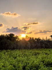 Sunset from pepper fields beautiful nature.