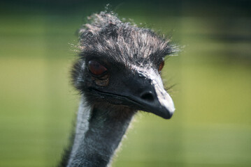 Intense close-up of an emu, highlighting its unique features and captivating gaze in a natural...