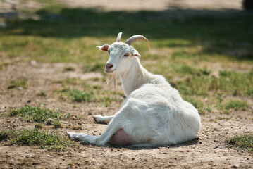 Fototapeta premium A relaxed white goat rests peacefully on the ground in a sunny field, enjoying the calm day.