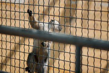 A curious monkey peers through a metal fence, showcasing its expressive face and captivating...