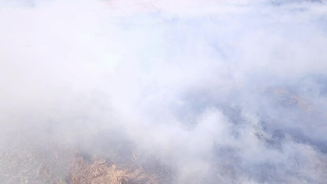 Stubble Burning in India( Parali burning), also known as stubble or straw burning, It significantly contributes to air pollution, releasing harmful gases and particulate matter into the atmosphere.