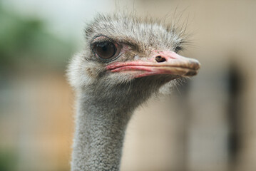 A striking close-up portrait of an ostrich, showcasing its detailed features and unique appearance.