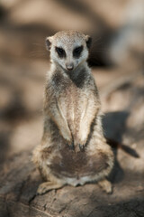 Obraz premium A cute meerkat stands and stares directly at the camera with a curious expression.