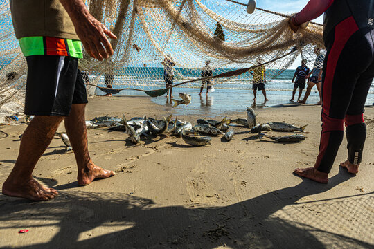  Tradicional pesca artesanal da Tainha em Florian&oacute;polis, Santa Catarina, Brasil
