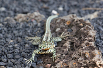Galapagos-Lavaechse (Microlophus albemarlensis) auf Lavaboden auf den Galapagos-Inseln.
