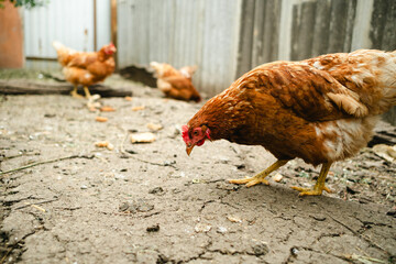 Chickens forage in a rural backyard during the afternoon sun with a rustic wooden fence in the...