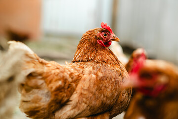 Chickens forage in a rural backyard during the afternoon sun with a rustic wooden fence in the...