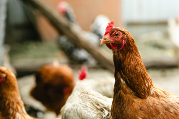 Chickens forage in a rural backyard during the afternoon sun with a rustic wooden fence in the background