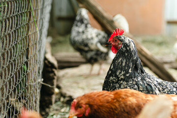 Chickens forage in a rural backyard during the afternoon sun with a rustic wooden fence in the...